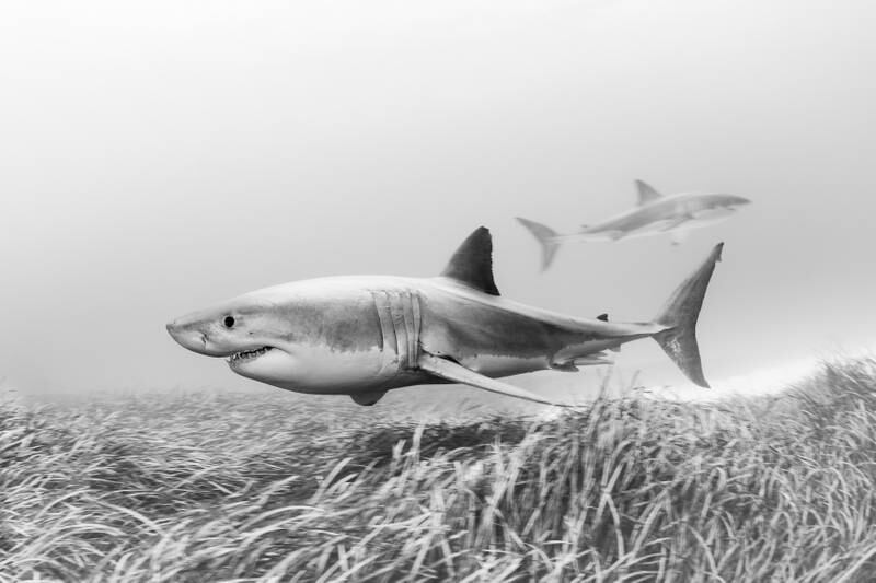 Winner, Portfolio, Matty Smith. Great white sharks cruise above a swaying seagrass bed.