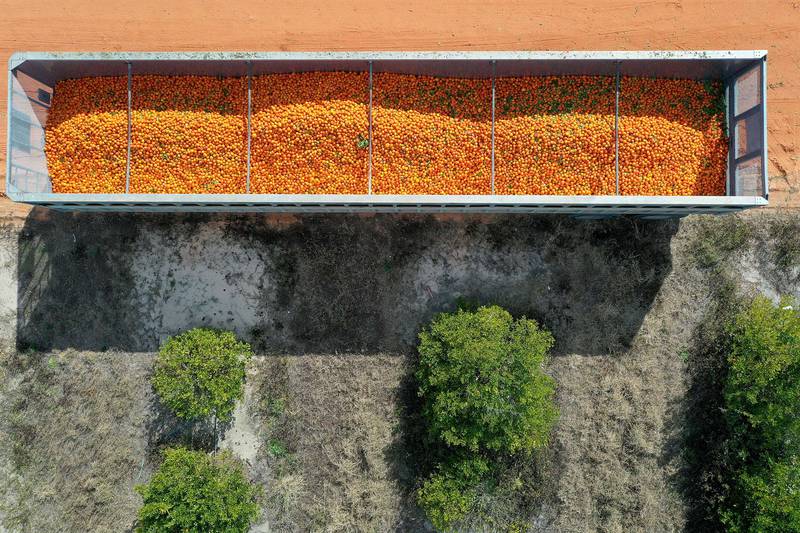 Oranges are packed into a transport truck in Fort Meade, Florida.  The US Department of Agriculture says the state is likely to produce its smallest crop of oranges since 1945 after a disease hit trees. Getty