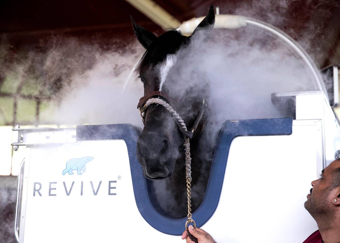 DUBAI, UNITED ARAB EMIRATES. 20 AUGUST 2019. A horse at Zaabeel Stables in an equine cryotherapy cabin, Revive.A cryotherapy session for a full grown racehorse lasts around five minutes, at temperatures as low as minus 140° celsius.(Photo: Reem Mohammed/The National)Reporter:Section: