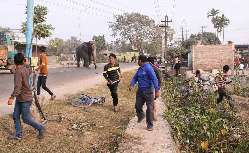 A wild elephant that strayed into the town moves through the streets as people run at Siliguri in West Bengal state, India. The elephant had wandered from the Baikunthapur forest on Wednesday, crossing roads and a small river before entering the town. AP Photo