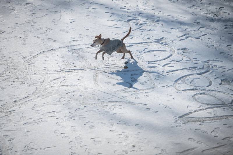 A dog jumps on the frozen Landwehr Canal in the Neukoelln district of Berlin, Germany. Getty