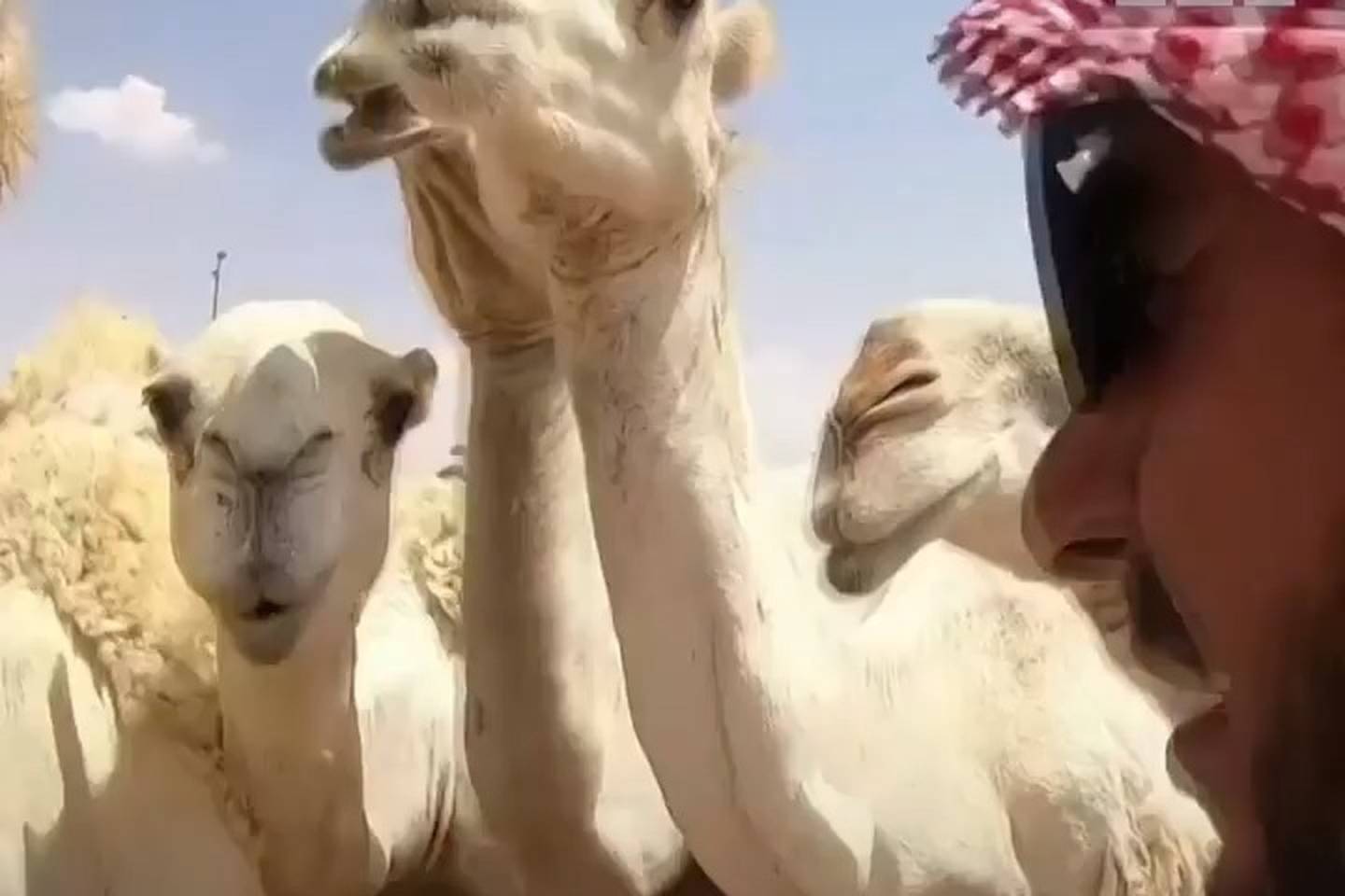 Inside world's largest camel hospital in Saudi Arabia