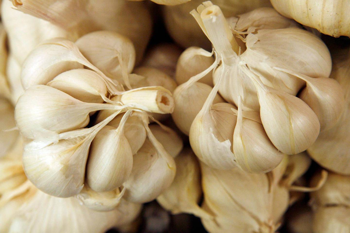 FILE - This Thursday, Feb. 23, 2006 file photo shows garlic bulbs separating into cloves at a store in New York City. On Friday, Feb. 28, 2020, The Associated Press reported on stories circulating online incorrectly asserting that garlic can help the new coronavirus be cured. While garlic does have antimicrobial properties, the World Health Organization said that there is no evidence that eating garlic will prevent the virus. (AP Photo/Kathy Willens)