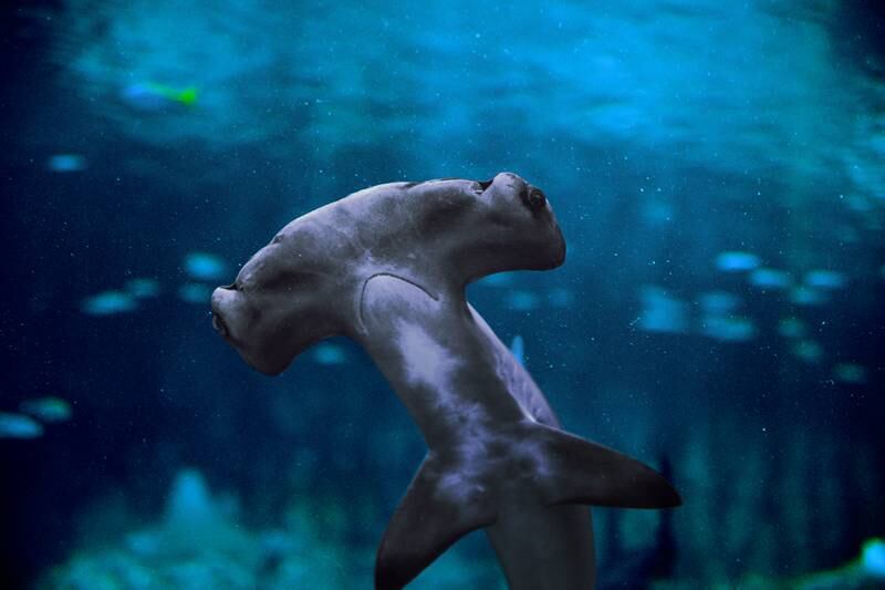As well as hammerhead sharks (pictured), the aquarium will house sand tiger sharks, lemon sharks, zebra sharks and blacktip reef sharks