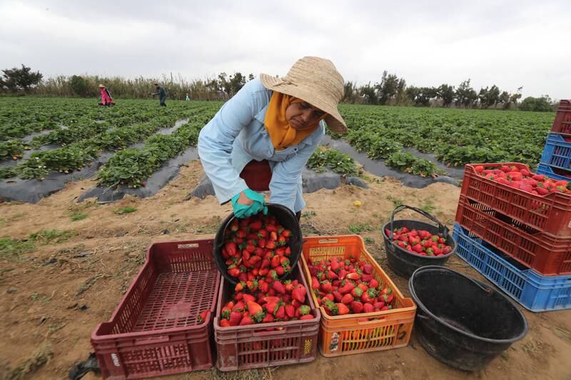 Tunisian farmers harvest strawberries in Korba, south of Tunis. EPA