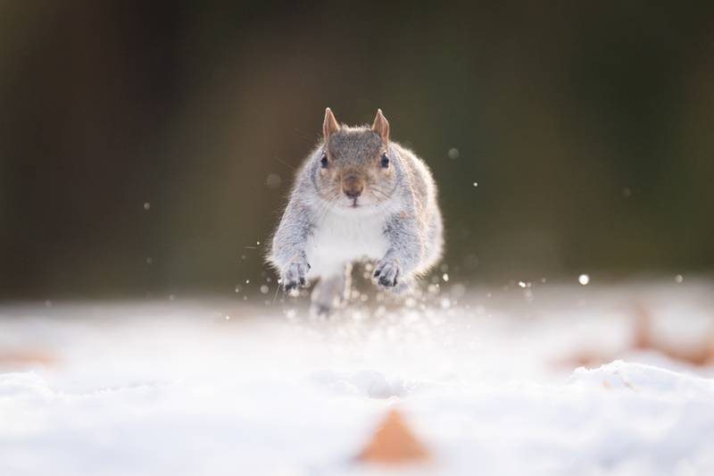 It wasn't only humans dealing with the cold snap, with this squirrel making its way through snow and ice in St James's Park, central London, on Wednesday. PA