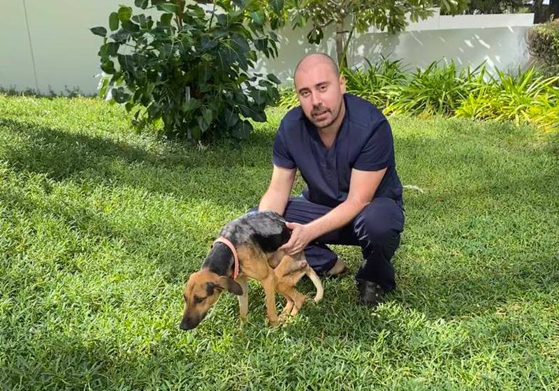 Dr Amer Grizic, a veterinary surgeon at the Animalia clinic in Abu Dhabi, with Buddy, an 18-month-old stray shot 11 times in Ras Al Khaimah. All photos: Animalia animal welfare charity