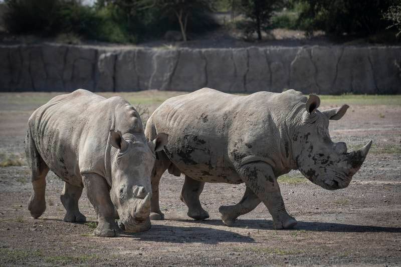 Another highlight is Wuhaida, the first female southern white rhino born in Sharjah Safari in August last year.