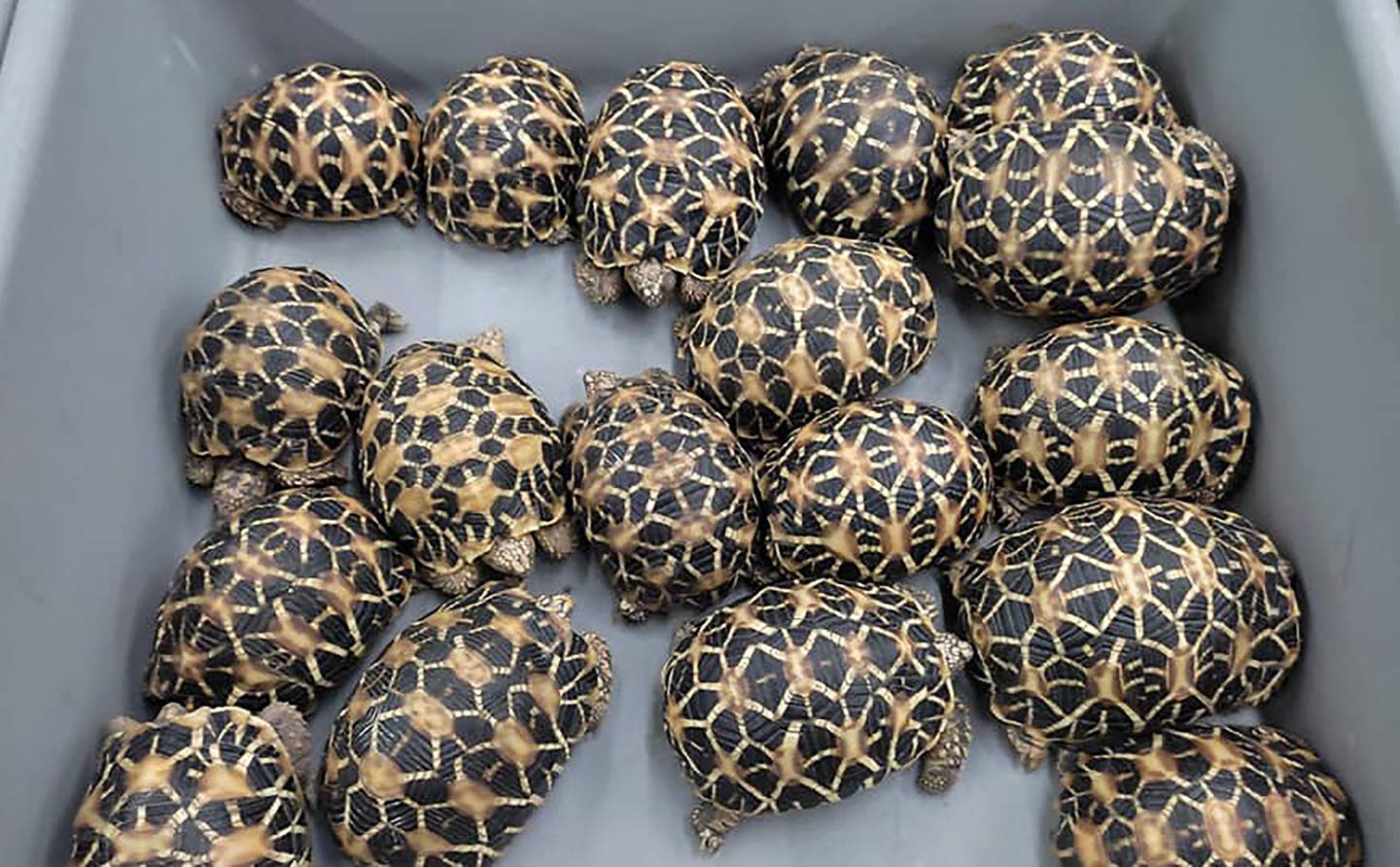 Some of the 81 star tortoises found in the luggage of an Indian man arriving from Chennai in Bangkok. AFP