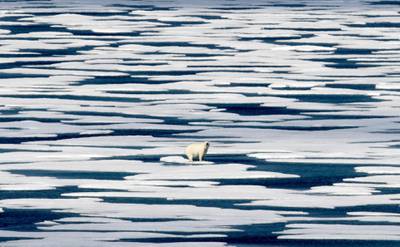 A polar bear stands on the ice in the Franklin Strait in the Canadian Arctic Archipelago in 2017. AP