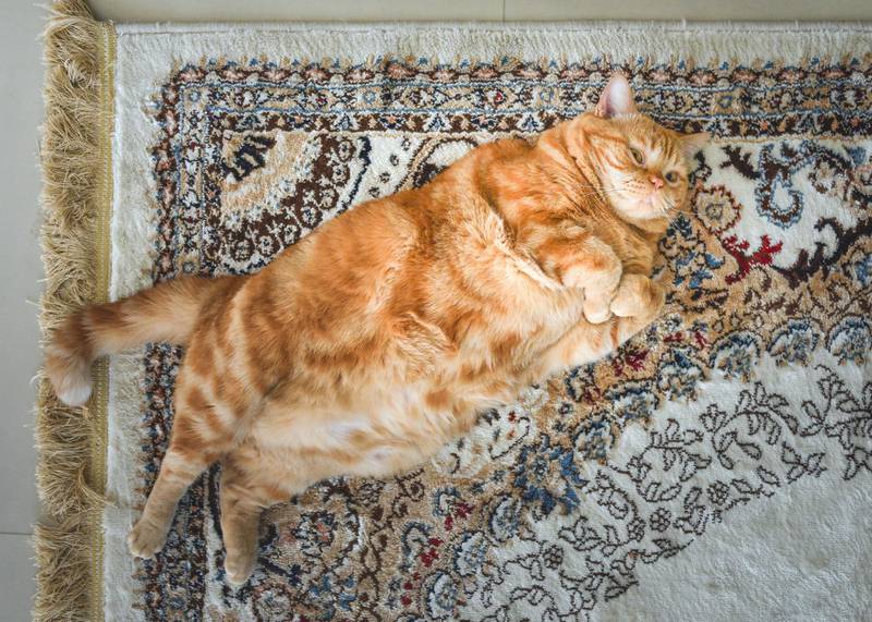 A very fat cat is lying on the —Åarpet on its back. This is red Ameriacan Wirehair male cat. Flat lay.