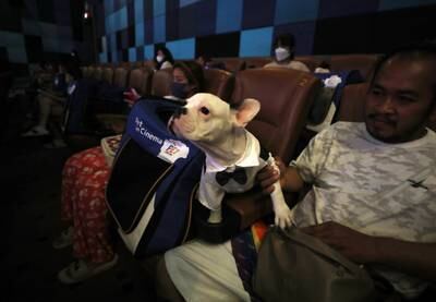 A touch of style from this dog for the opening day of the pet-friendly cinema in Bangkok. EPA