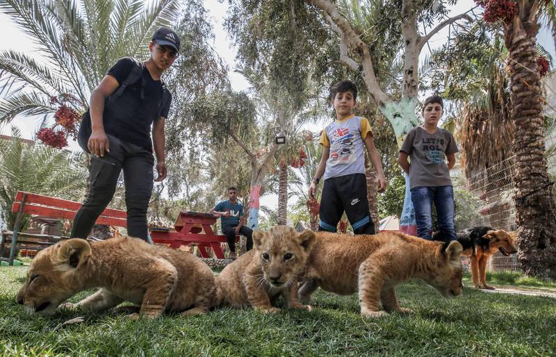 Palestinian children watch three newborn lion cubs at a zoo in Rafah in the southern Gaza Strip.  AFP