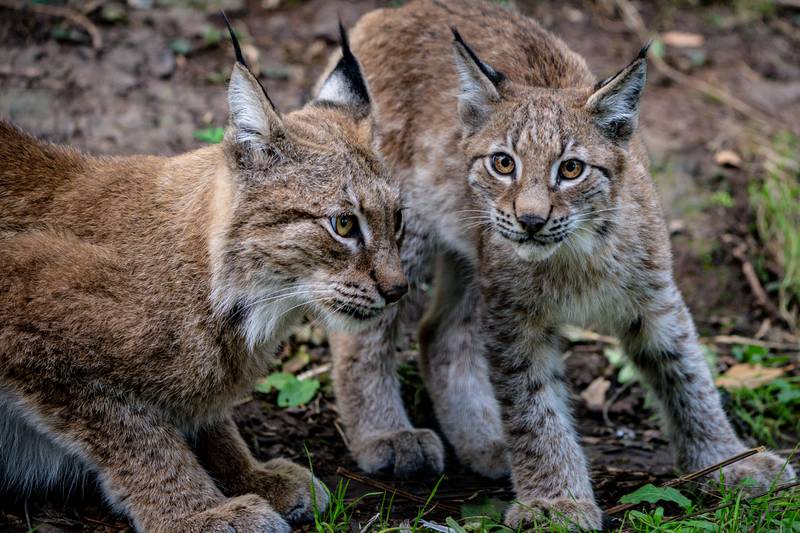 Lynx kittens explore their home in the Bear Wood exhibit at the Wild Place Project. PA