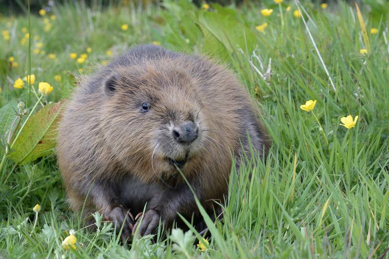 Beavers have been reintroduced to some areas of the English cities of Bristol, Bath and London to restore wildlife-rich wetlands. PA