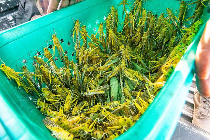 A crate of locusts caught by Ugandan soldiers deployed to help contain an invasion of the insects that have ravaged crops in East Africa and threaten countries in the Arabian Peninsula and the Gulf region. Getty Images