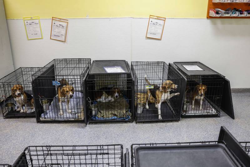 Staff members with Homeward Trails Animal Rescue place beagles in their crates before their bedtime. Getty Images / AFP
