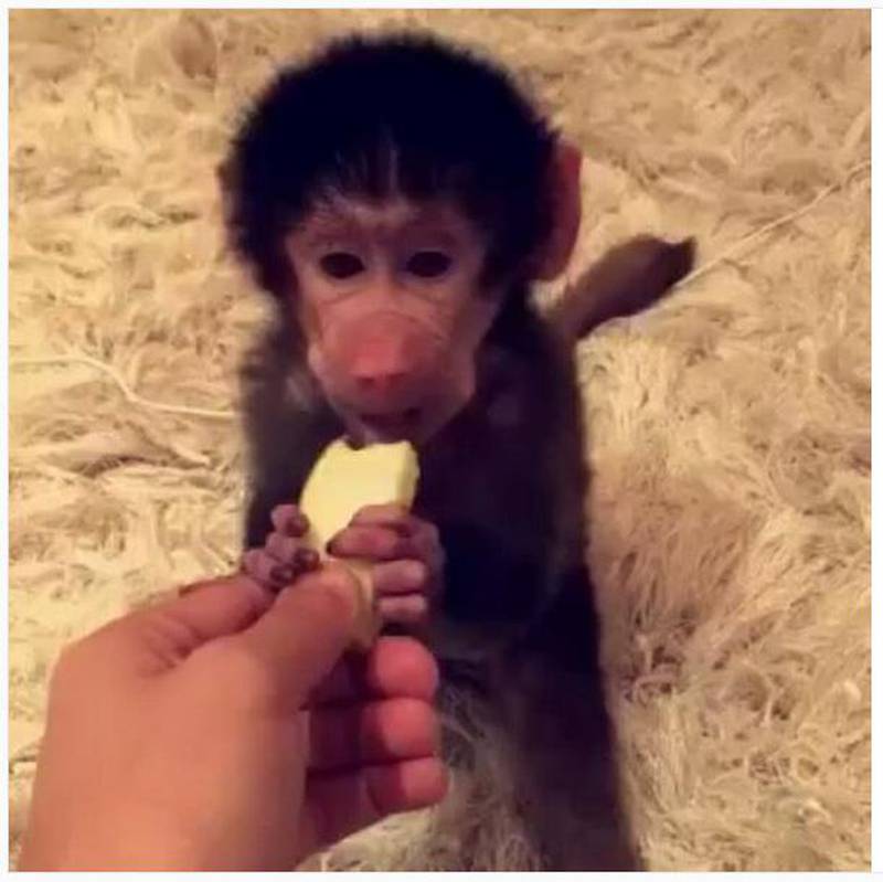 Baby baboons, poisonous slow loris and tigers are among the creatures available for sale on UAE-based Instagram pages.