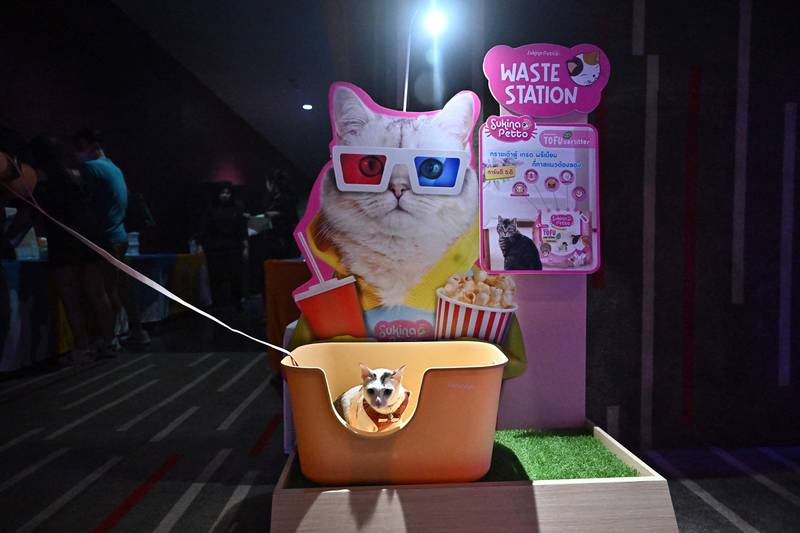 A cat sits in a litter station on the opening day of the pet-friendly i-Tail Pet Cinema at Major Cineplex, inside Mega Bangna shopping mall in Samut Prakan. AFP 