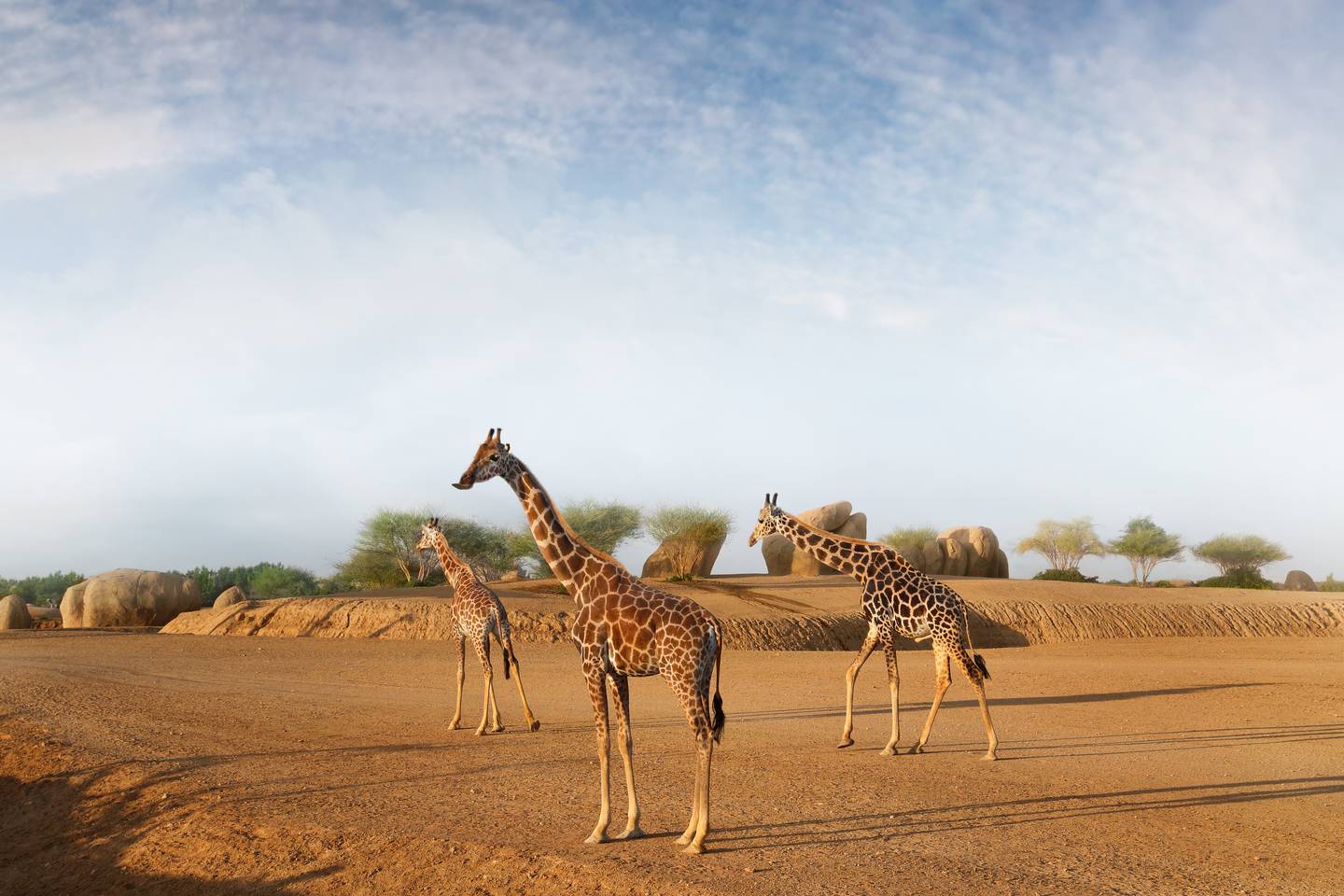 Head out on safari at Al Ain Zoo to get up close and personal with the Big 5. Photo: Al Ain Zoo