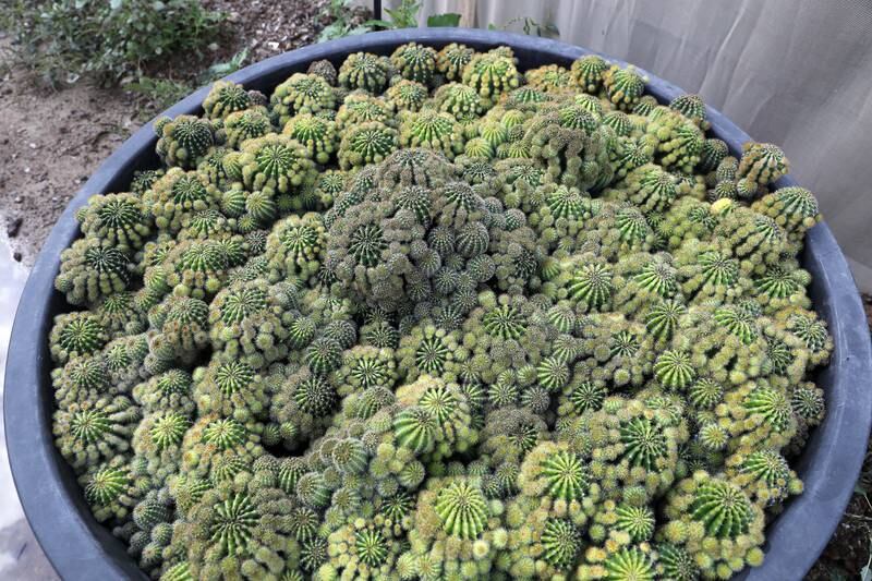 A cluster of cacti on display at the Asimah Valley farm