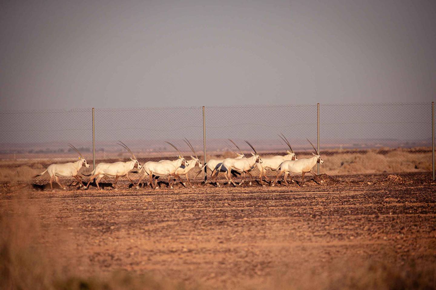 The Arabian oryx, seen here in the Jordanian reserve, has a white coat that reflects heat and helps lower its body temperature.
Photo: EAD