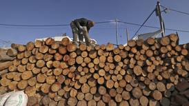 Palestinian lumberjacks at work in Halhoul - in pictures
