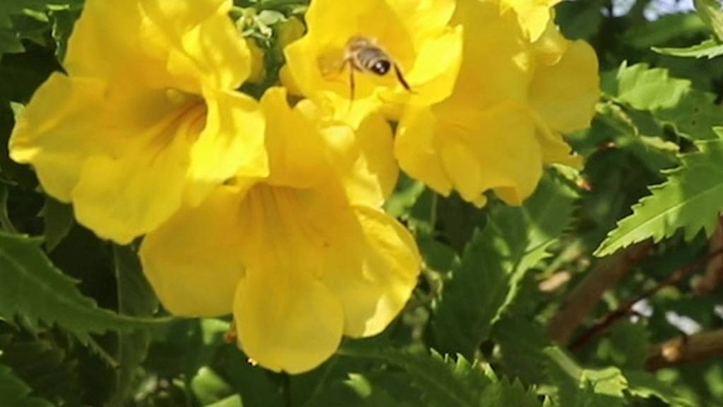 Hatta's honey bees star in their own show