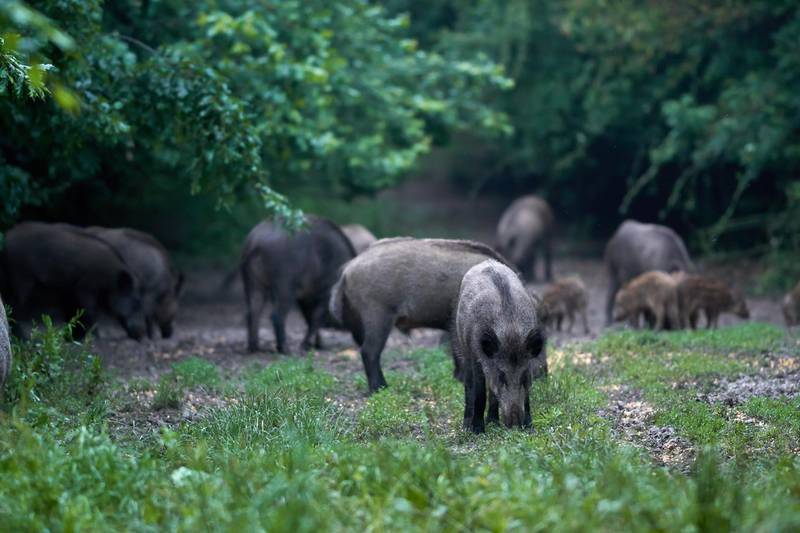 TDGT1F Wild hogs after dusk in the forest, rooting. Alamy