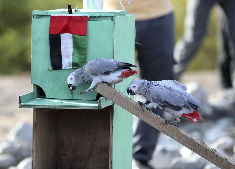 Al Ain, United Arab Emirates - Reporter: Sophia Vahanvaty: Crows and parrots have been trained to collect rubbish from the desert. Monday, February 3rd, 2020. Al Hiyar Park, Al Ain. Chris Whiteoak / The National