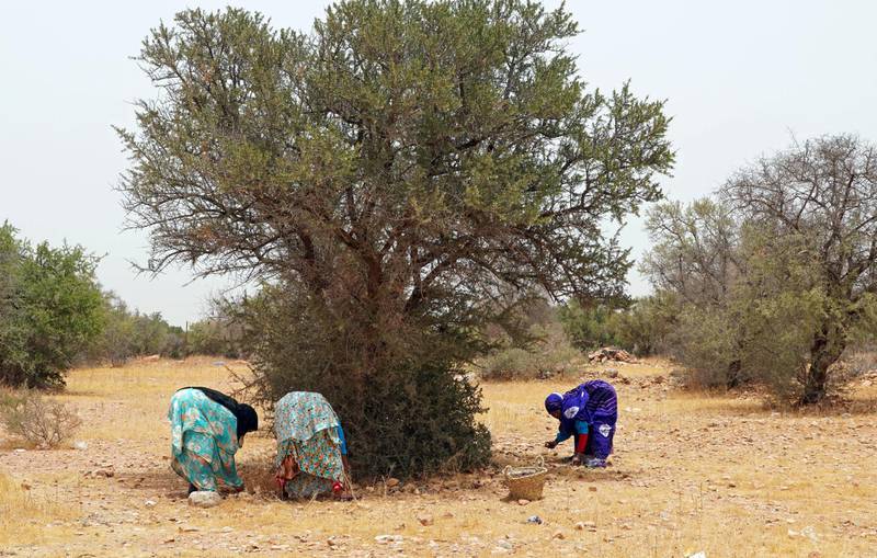 Amazigh women collect dried argan fruits in Tiout, near Taroudant, Morocco June 10, 2021. Picture taken June 10, 2021. REUTERS/Abdelhak Balhaki
