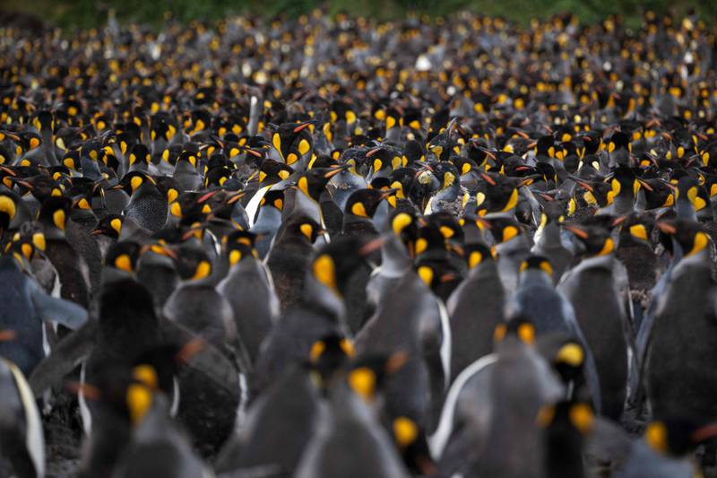 Thousands of penguins (Manchots Royaux) are pictured on December 21, 2022 on the Desolation Island, part of the Crozet Islands which are a sub-Antarctic archipelago of small islands in the southern Indian Ocean.  - They form one of the five administrative districts of the French Southern and Antarctic Lands.  The Crozet Islands are home to four species of penguins.  Most abundant are the macaroni penguin, of which some 2 million pairs breed on the islands, and the king penguin, home to 700,000 breeding pairs; half the world's population.  Mammals living on the Crozet Islands include fur seals and southern elephant seals.  Killer whales have been observed preying upon the seals.  (Photo by PATRICK HERTZOG  /  AFP)
