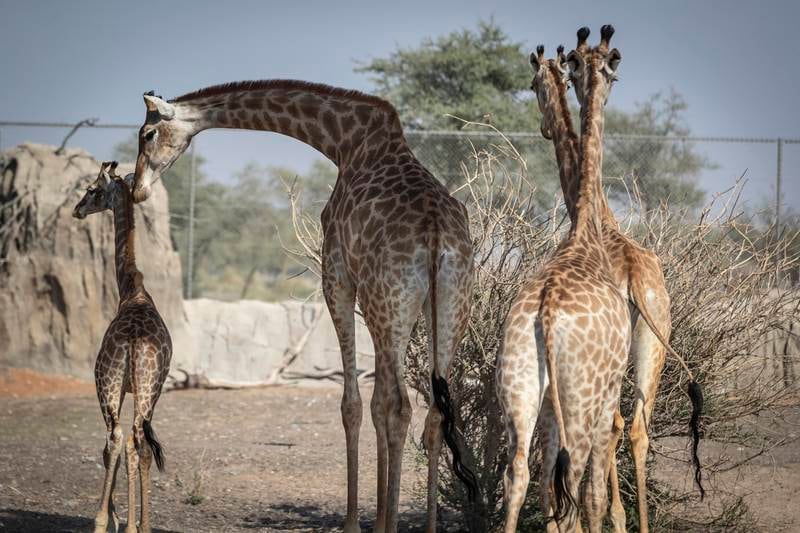 Visitors will also be able to meet Bridi, the first African female giraffe born in Sharjah Safari. Bridi's parents arrived in Sharjah from South Africa in May 2017.