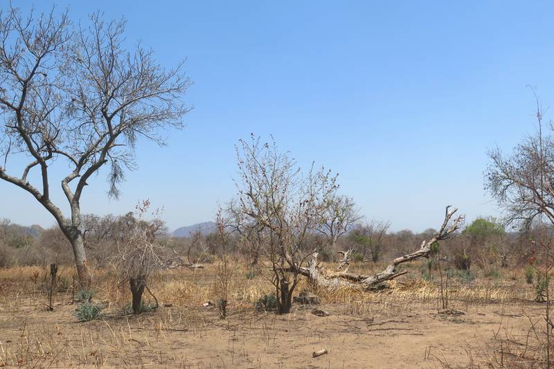 Dried up vegetation amid drought conditions in Mangochi, in Malawi's Southern region. Climate change is adding to pressure on vulnerable communities. Getty