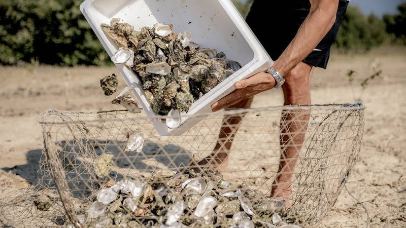 An image that illustrates this article How the Dubai coastline is being rebuilt with used oyster shells