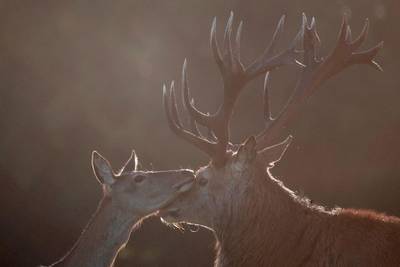 A red deer stag and hind caress in Richmond park at sunrise in south west London. AFP