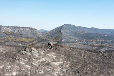 Greece's fire service says the blaze is 'still out of control' in Dadia National Park