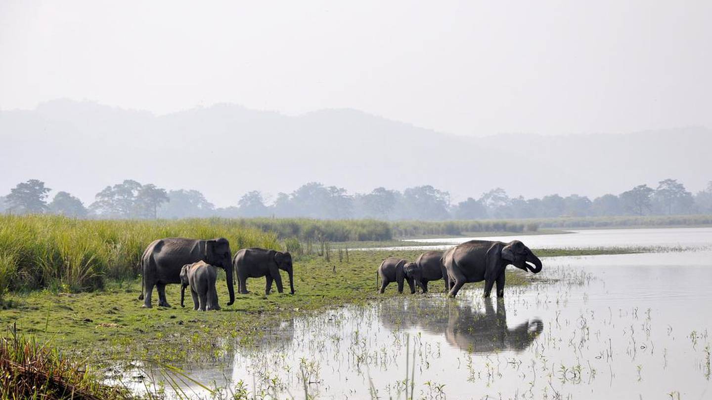 Exploring the wildly different Kaziranga National Park in Assam, India
