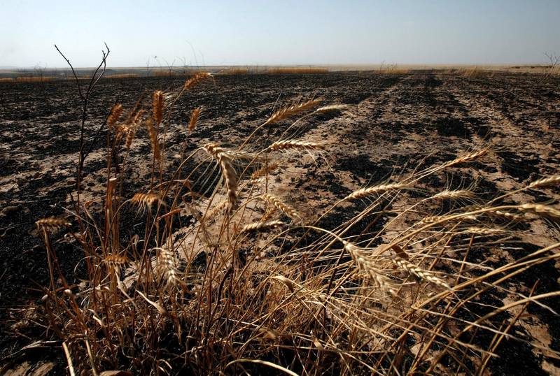 A burned wheat field in al-Hamdaniya, near Mosul. Reuters