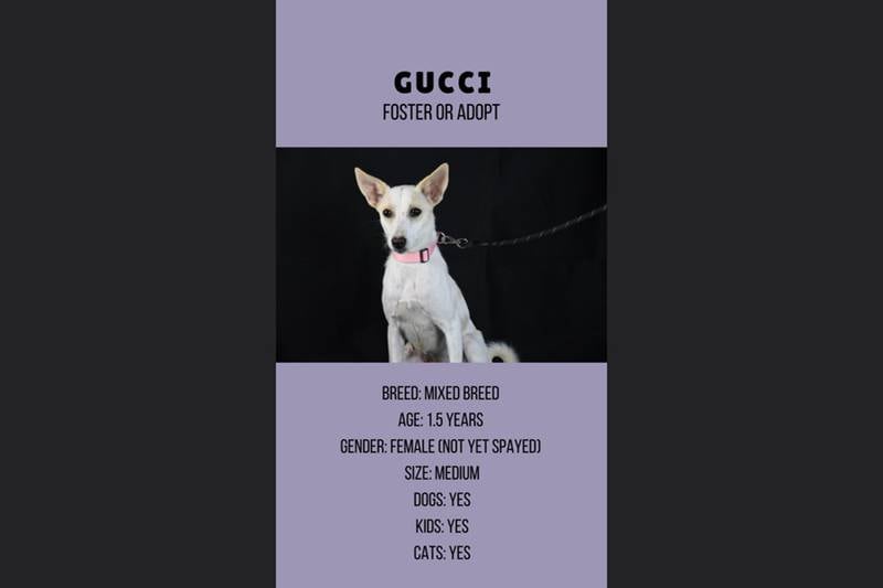 Gucci, 1.5, female.