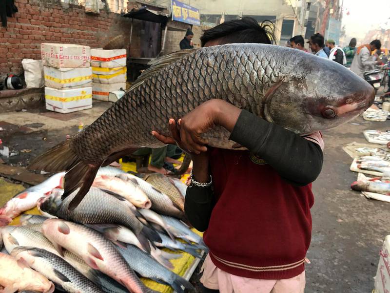 A boy carries a fish at a fish market in Prayagraj, India. AP Photo