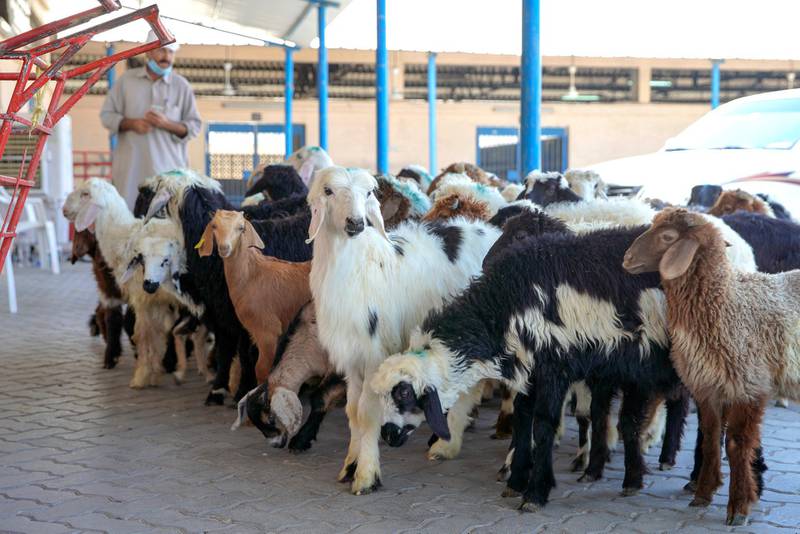 Abu Dhabi, United Arab Emirates, April 22, 2020.  Pre-Ramadan action at the Public Slaughter House in Mina Zayed + their anti-Covid-19 safety measures and procedures.--  A livestock worker herds a group of goats to one of the stalls at the market.Victor Besa / The NationalSection:  NAReporter:  Haneen Dajani