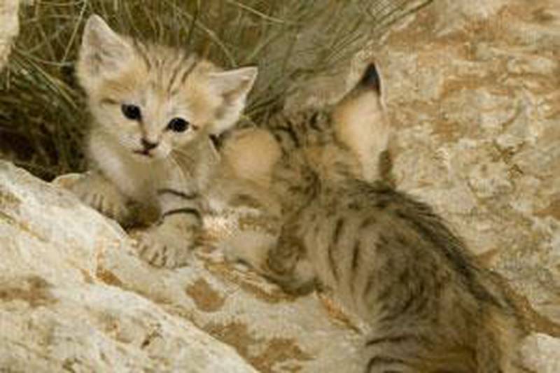 Al Ain Wildlife Park and Resort's sand kittens, the first to be born following an assisted breeding technique.