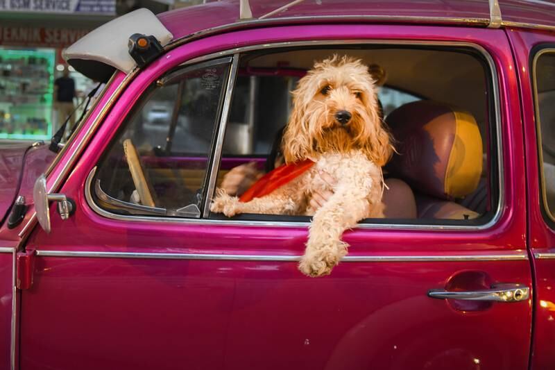 Comedy Pet Team Favourite: 'Chauffeur Dog' by Mehmet Aslan from Turkey.