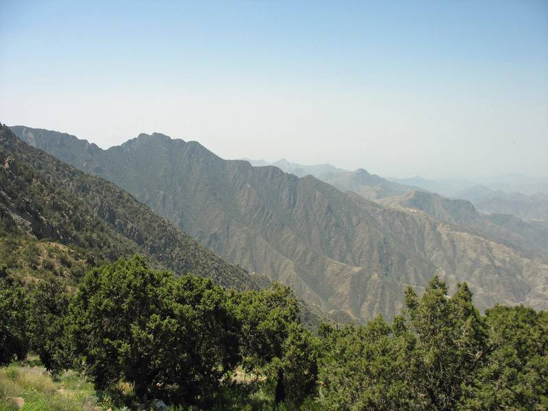 Abha in Saudi Arabia is surrounded by juniper forests. Photo: Wikimedia Commons