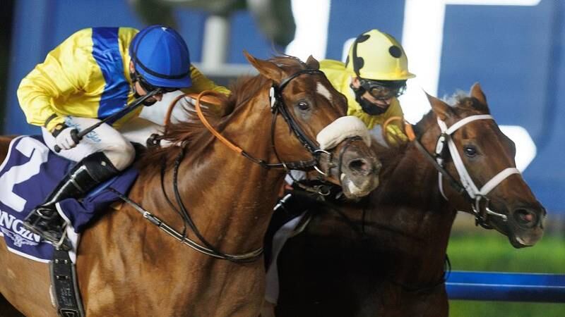 An image that illustrates this article Tuz the star as O’Shea lands Meydan treble