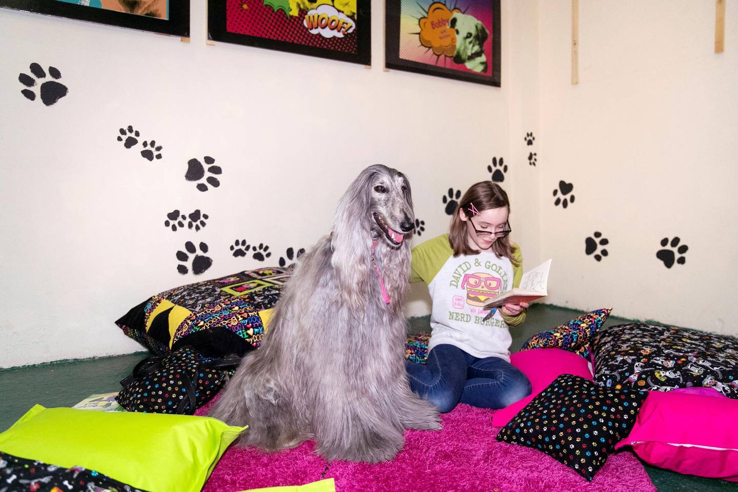 ABU DHABI, UNITED ARAB EMIRATES - JUNE 1 2019.Vasya the Afghan Hound, is currently being trained by Reading Dogs Abu Dhabi.Reading Dogs. In order to qualify as a Reading Dog, each dog has to go through a rigorous assessment programme overseen by our dog trainer Denise Vertigen.  All Reading Dogs have also been given a clean bill of health by their local vet.(Photo by Reem Mohammed/The National)Reporter: Section: NA
