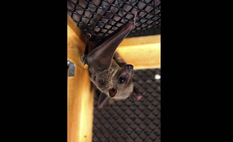 The Marburg virus originates in fruit bats. AP

