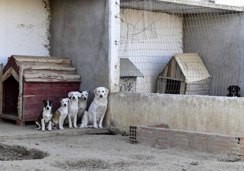 Stray dogs at a shelter near the Tunisian capital Tunis. Packs of stray dogs, a common sight in North African cities, are a hot topic after the deaths of two schoolchildren but animal rights groups are calling for more humane solutions than mass culling.  AFP