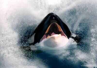 EBR2F1 orca, great killer whale, grampus (Orcinus orca), hesd with open mouth looking out of the sea